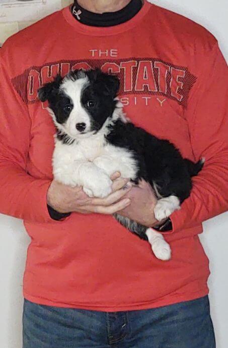 Dixie, an 8-week-old female Border Collie Australian Shepherd mix.