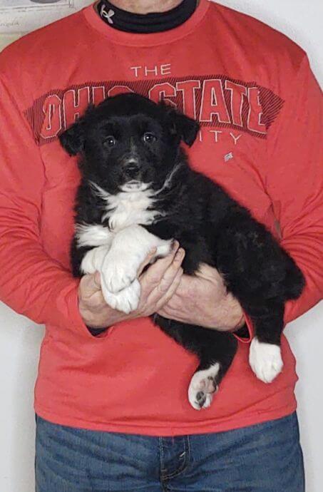 Duke, an 8-week-old male Border Collie Australian Shepherd mix.