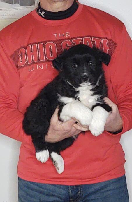 Duke, an 8-week-old male Border Collie Australian Shepherd mix.