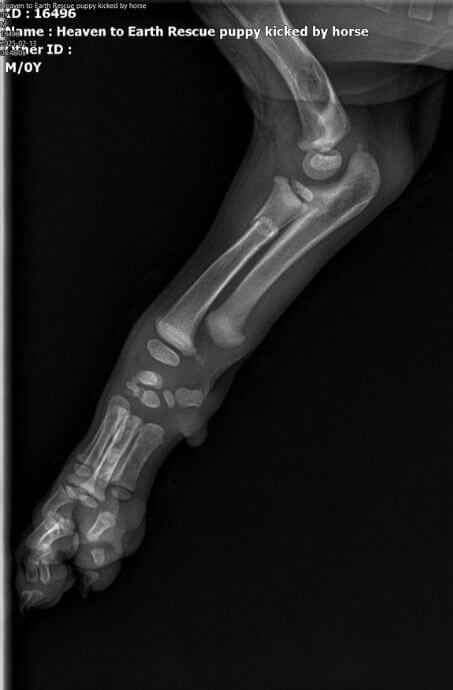 X-ray of Diego's broken front left leg,