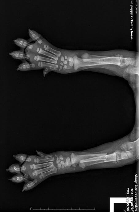 X-ray of Diego's broken front left leg,