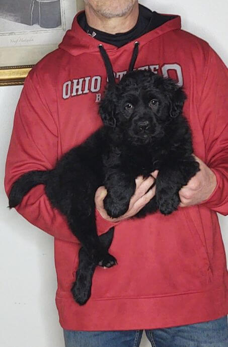 Faith a 9-week-old female Golden Retriever Lab Mix