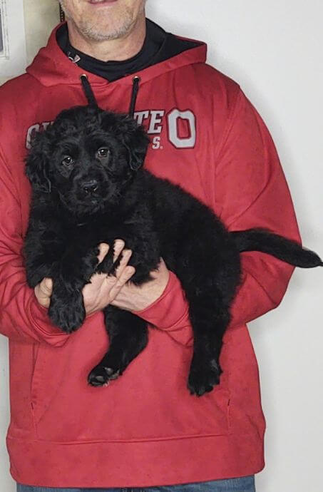 Faith a 9-week-old female Golden Retriever Lab Mix