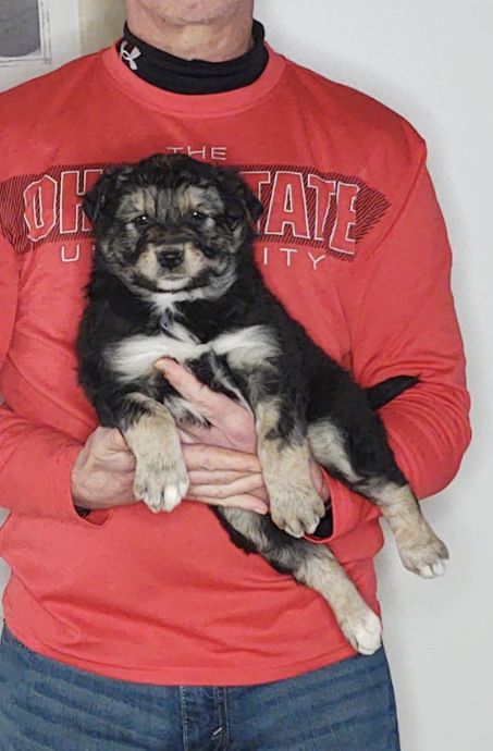 Leo is an 8-week-old male Australian Shepherd / Border Collie Mix