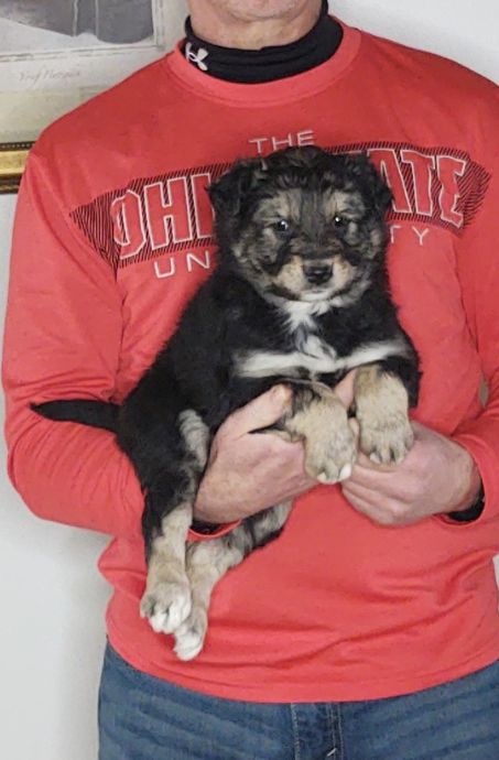 Leo is an 8-week-old male Australian Shepherd / Border Collie Mix