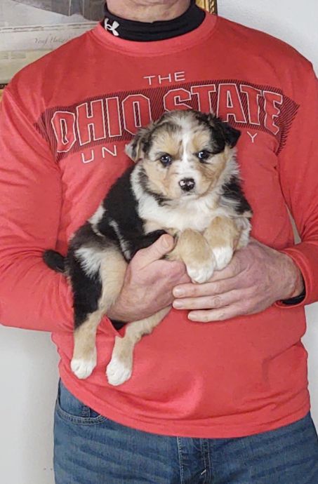 Lily is an 8-week-old female Australian Shepherd / Border Collie Mix