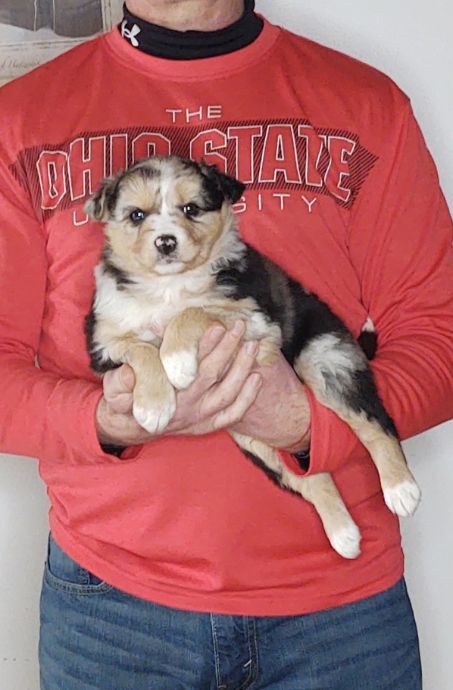 Lily is an 8-week-old female Australian Shepherd / Border Collie Mix