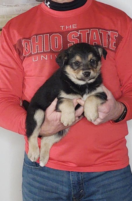 Loki is an 8-week-old male Australian Shepherd / Border Collie Mix