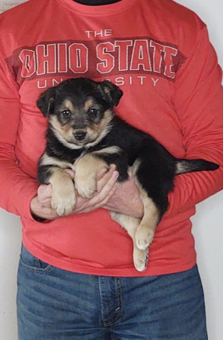 Loki is an 8-week-old male Australian Shepherd / Border Collie Mix