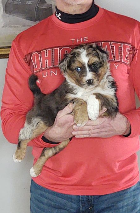 Lola is an 8-week-old female Australian Shepherd / Border Collie Mix