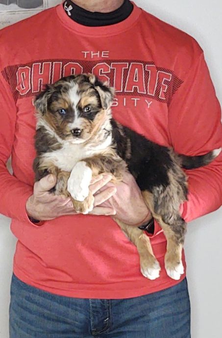 Lola is an 8-week-old female Australian Shepherd / Border Collie Mix