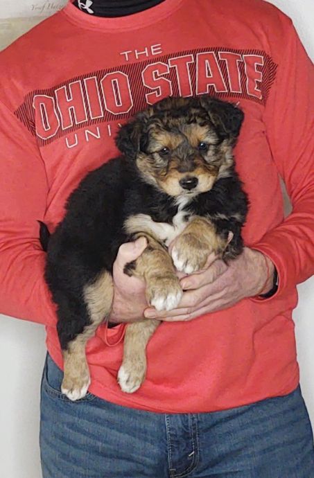 Love is an 8-week-old female Australian Shepherd / Border Collie Mix