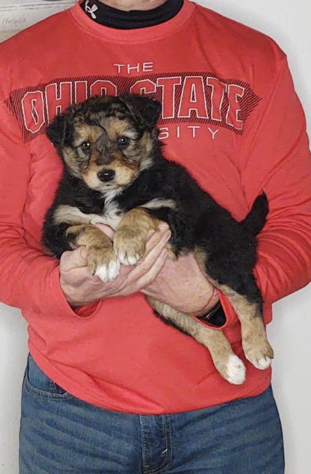 Love is an 8-week-old female Australian Shepherd / Border Collie Mix