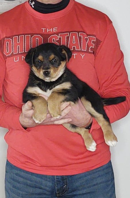 Lucy is an 8-week-old female Australian Shepherd / Border Collie Mix