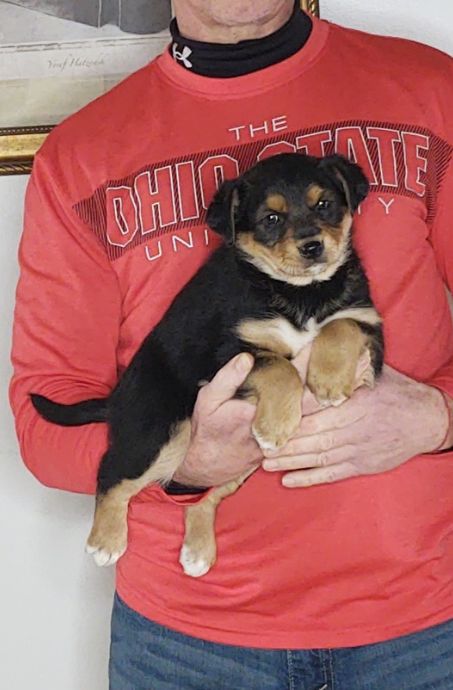 Lucy is an 8-week-old female Australian Shepherd / Border Collie Mix