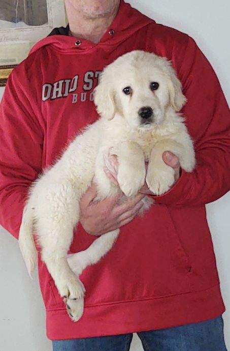 Maisy, a 9-week-old female Golden Retriever