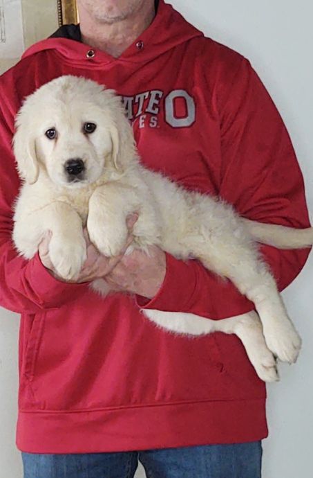 Maisy, a 9-week-old female Golden Retriever