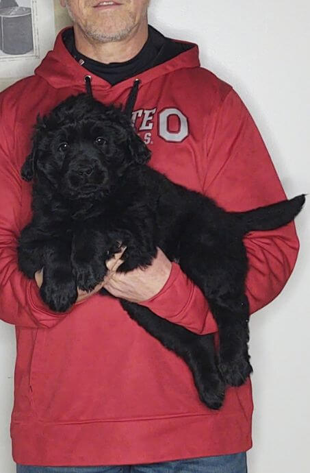 Max a 9-week-old male Golden Retriever Lab Mix