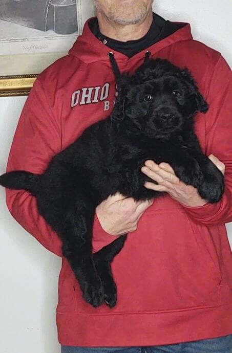 Max a 9-week-old male Golden Retriever Lab Mix