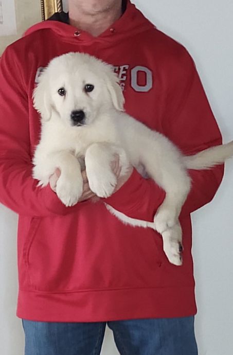 Mia, a 9-week-old female Golden Retriever