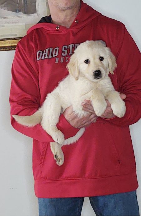 Minnie, a 9-week-old female Golden Retriever