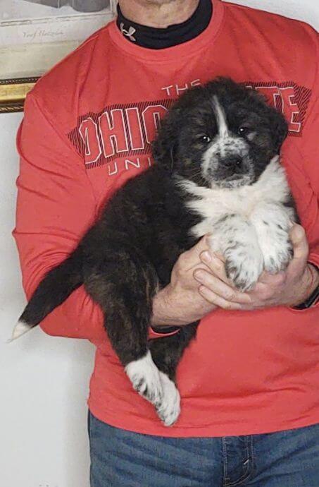 Sadie, an 8-week-old female Bernese Mt Dog, Anatolian Shepherd, Great Pyrenees mix.