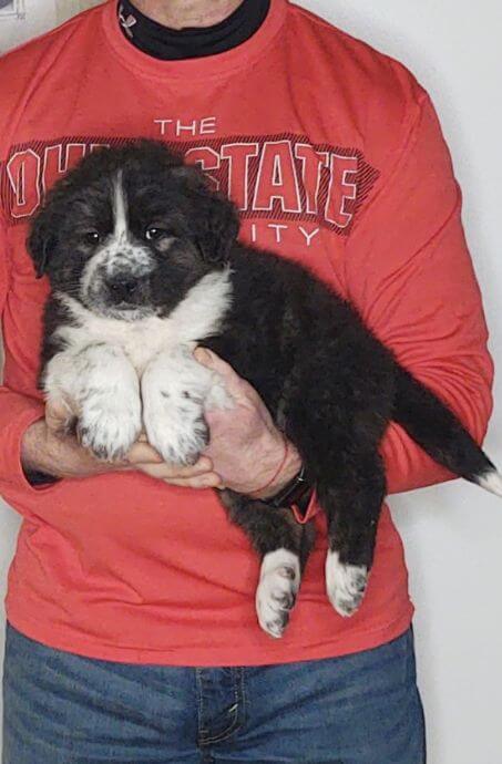 Sadie, an 8-week-old female Bernese Mt Dog, Anatolian Shepherd, Great Pyrenees mix.