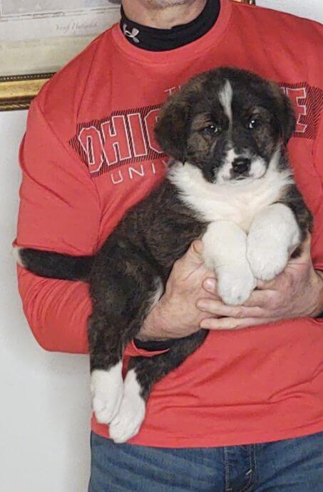 Sam, an 8-week-old male Bernese Mt Dog, Anatolian Shepherd, Great Pyrenees mix.