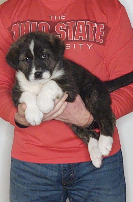 Sam, an 8-week-old male Bernese Mt Dog, Anatolian Shepherd, Great Pyrenees mix.