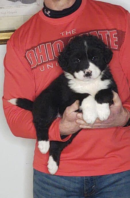 Scout, an 8-week-old male Bernese Mt Dog, Anatolian Shepherd, Great Pyrenees mix.