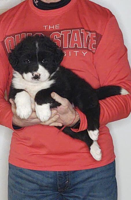 Scout, an 8-week-old male Bernese Mt Dog, Anatolian Shepherd, Great Pyrenees mix.