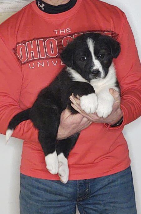 Sirius, an 8-week-old male Bernese Mt Dog, Anatolian Shepherd, Great Pyrenees mix.