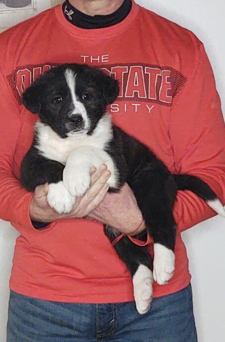 Sirius, an 8-week-old male Bernese Mt Dog, Anatolian Shepherd, Great Pyrenees mix.