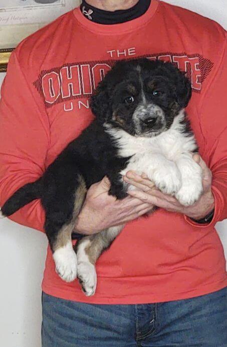 Storm, an 8-week-old male Bernese Mt Dog, Anatolian Shepherd, Great Pyrenees mix.