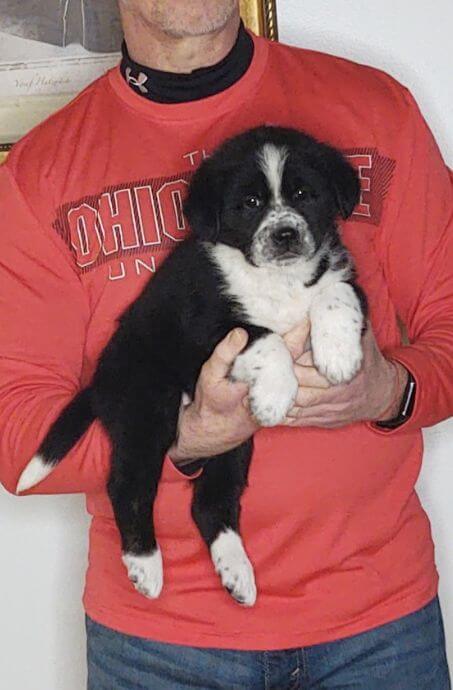 Sweetie, an 8-week-old female Bernese Mt Dog, Anatolian Shepherd, Great Pyrenees mix.