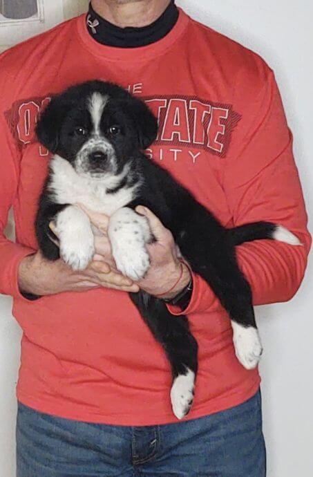 Sweetie, an 8-week-old female Bernese Mt Dog, Anatolian Shepherd, Great Pyrenees mix.