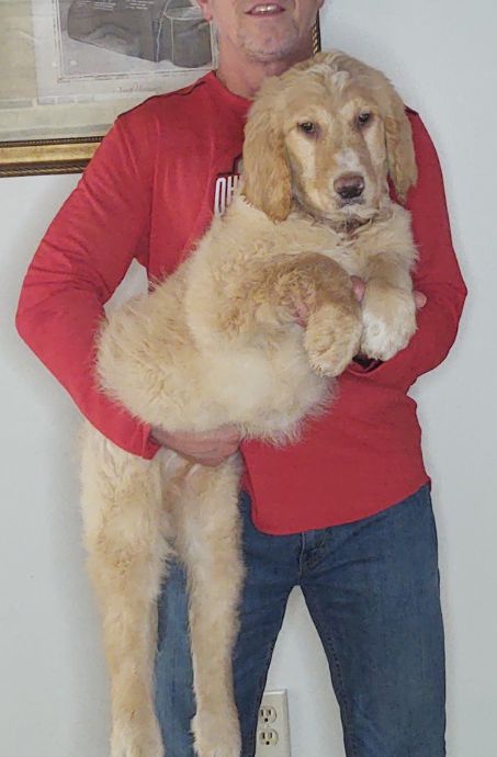 Trooper, a 14-week-old male Golden Retriever / Poodle mix