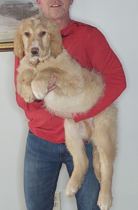 Trooper, a 14-week-old male Golden Retriever / Poodle mix