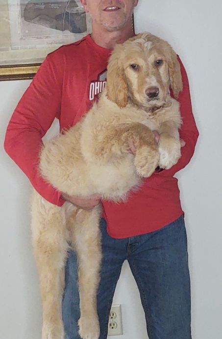 Trooper, a 14-week-old male Golden Retriever / Poodle mix