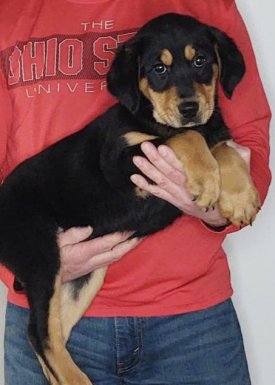 Zoey, 12-week-old female Labrador Australian Shepherd Golden Retriever