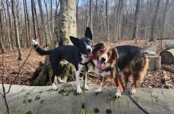 Hinckley and Oakley at 4 and 5 years old.