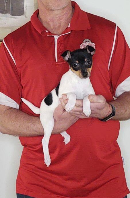 Daisy Maye, 10-week-old female Toy Fox Terrier.