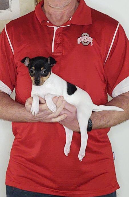 Daisy Maye, 10-week-old female Toy Fox Terrier.