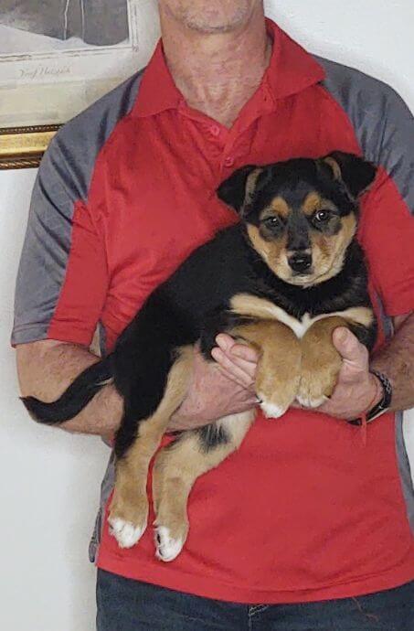 Gracie, a 9-week-old female Australian Shepherd / Border Collie mix.