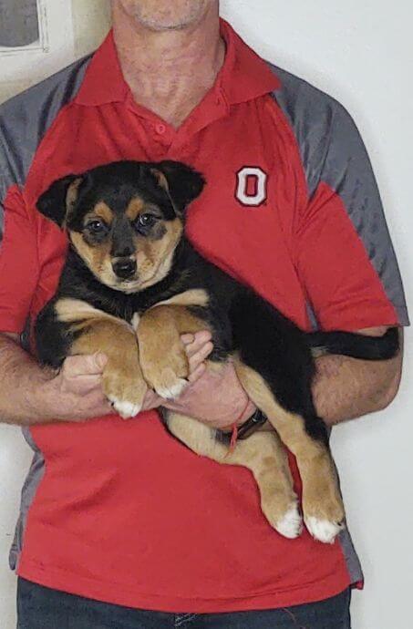 Gracie, a 9-week-old female Australian Shepherd / Border Collie mix.