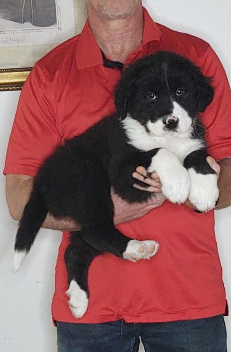 Moose, a 9-week-old male Bernese Mt Dog, Great Pyrenees, Anatolian Shepherd mix