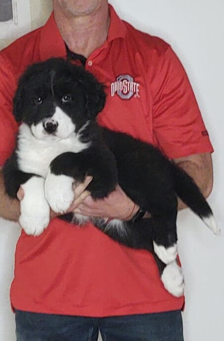 Moose, a 9-week-old male Bernese Mt Dog, Great Pyrenees, Anatolian Shepherd mix