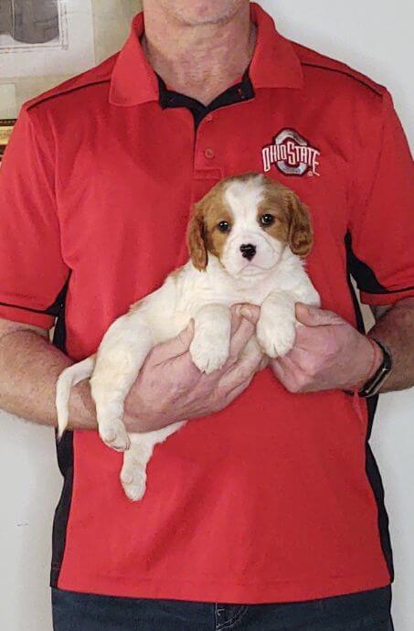 Patches, an 8-week-old male Cavalier King Charles mix.