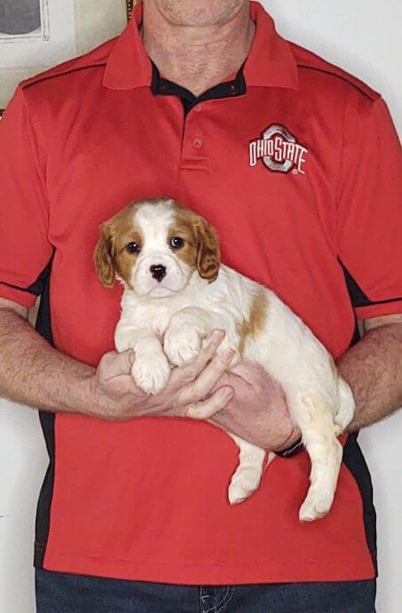 Patches, an 8-week-old male Cavalier King Charles mix.