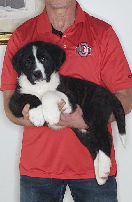 Tank, a 9-week-old male Bernese Mt Dog, Great Pyrenees, Anatolian Shepherd mix